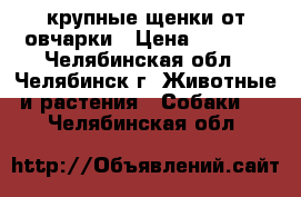 крупные щенки от овчарки › Цена ­ 1 500 - Челябинская обл., Челябинск г. Животные и растения » Собаки   . Челябинская обл.